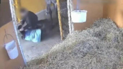 競走馬の子馬に「殴る蹴る」虐待か　北海道日高町の生産牧場を書類送検　SNSで動画拡散　北海道警察
