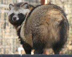外国人「日本のタヌキとかいう不思議な動物、これ飼いたいよ！」