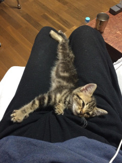 おとといの夜、うちの周りで子猫の悲しい鳴き声がしたが見つけられなかった。ところが今日の夕方また鳴いてるので、なんとか捕まえた！名前をつけなきゃ。【再】