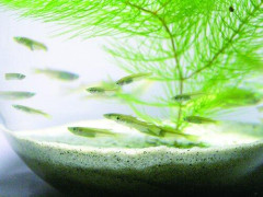 【爆笑】メダカさん「0〜38度まで耐えます、同種いない環境でも特に問題ないです、混泳可能魚多いです、歴史が長いです」ｗｗｗｗｗｗｗｗｗｗ