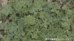 ｢トリカブト｣を食べた男性が一時意識不明 自分で摘んで“卵とじ”に…
