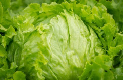 【野菜】レタス5割高　キャベツ4割高　9月下旬の葉物野菜が高騰　長雨の影響による気温低下や日照不足で