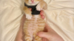 【癒やし】「赤ちゃん猫ぽんぽん検定一級試験を始めます」→ 飼い主たちが自慢の“ぽんぽん（お腹）”写真を続々提出してTLが天国に！