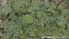 ｢トリカブト｣を食べた男性が一時意識不明 自分で摘んで“卵とじ”に… 呼吸不全で死亡する恐れも