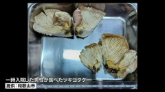 【悲報】採取したキノコをAI判定した男性、“シイタケかヒラタケ”と回答も実際は「毒キノコ」で入院
