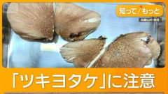 【悲報】採取したキノコをAI判定した男性、“シイタケかヒラタケ”と回答も実際は「毒キノコ」で入院