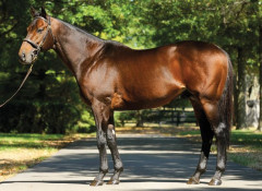 【訃報】シーキングザダイヤが25歳で死去　チリで大種牡馬に　母はシーキングザパール