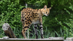 泳げるネコ科、ペットのサーバルが逃亡、警察を惑わせながら数日後にしれっと帰宅