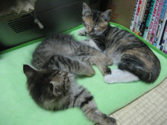 今日からうちの家族になった、こにゃんこ二匹【再】
