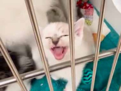 子猫がケージの中でずっと鳴いていた。構ってほしいのかな？ → そこから出したらこうなった…