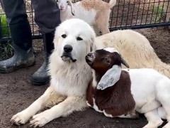子ヤギを保護したら番犬が付きっきりに、哺乳瓶の時間も昼寝もずっと隣「最高の番ヤギに育ててやる」【海外の反応】
