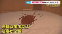 【衝撃】元AKB48・柏木由紀さん、ゴキブリ駆除でまさかの高額請求16万円を払わされてしまうｗｗｗｗｗｗｗｗｗｗ
