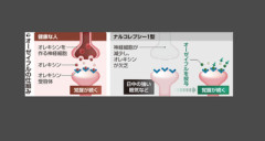 【速報】ナルコレプシーの根本的な治療薬、開発される