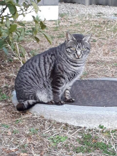 高２の息子に初の彼女ができて、先日家に連れてきた。男親として避妊などについて伝えようと思っていたが、妻は「行為はしないように伝えるべき」と言っていて、どうするか悩み中。