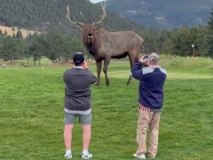 ゴルフ場で甲高く鳴く大きな角のシカ、目の前でスマホを構える男性2人「野生動物とのソーシャルディスタンスは60メートル」【海外の反応】