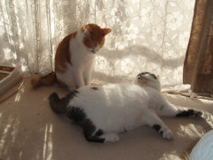 帰省して、実家の猫を激写してみた【再】