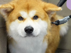 外国人「この犬、触らせてくれないんだ」Girl With The Dogsが日本の秋田犬を紹介してる