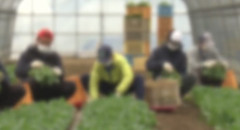 外国人労働者「なんで俺たちが地方で働かないといけないんだ？都市部に移住するわ」