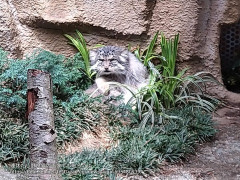 ４歳の子供が夕食後におやつを要求する。「また明日ね」と言うと何時間でも泣き叫び暴れる。床を叩いて威圧したら・・・旦那「それ虐待。次やったら通報な」じゃあどうすればいいの？