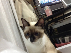 【どっかで見たような・・・】うちの猫が1番かわいいよー^_^【再】