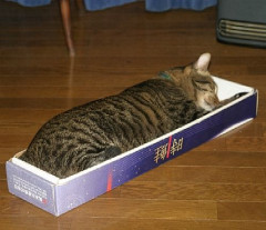 肝心の中身には見向きもせず、とにかく箱ラブ。猫としてそれはちょっとどうよと思う。【再】