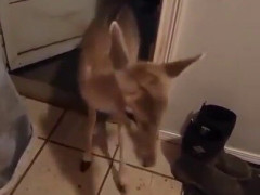 竜巻警報で犬たちを呼び入れたら、最後に子ジカまで入ってきた「吠え方はちょっと変だけど、いいやつなんだ」【海外の反応】