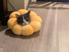 ５歳の娘の誕生日会でホールケーキを用意。Ａちゃん「食べかけに見える、いらない」→Ａママに報告。Ａママ「娘はショートケーキが嫌いだから・・・」←そんな女の子いる？