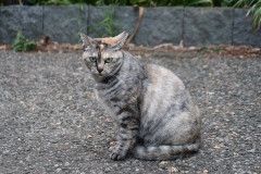 最近妻の様子がおかしい。俺が帰宅すると、真っ暗なぐちゃぐちゃの部屋の真ん中で泣いていたりする。妻「私だって働きたい」←息子と一日中一緒にいられて羨ましいけどな。