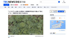 【愛知】野草を卵とじにして食べた男性、 ｢トリカブト｣を食べてしまい一時意識不明