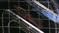 生きた筋肉細胞を動力にした極薄のロボットを水中で泳がせることに成功