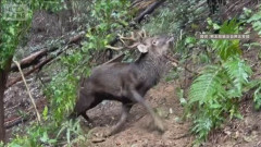 【熊本】ハンターが血を流し死亡…わなにかかったシカを仕留めようとして襲われる