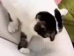 うちの妻はその服を気に入っていた。お前を食べちゃうぞぉ！ → 猫は今日も迷惑そうです…