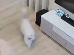 旦那が掃除をしていた。私はずっとスマホをいじっていた → 猫こうした…