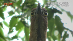 ネットで拾った変な画像
