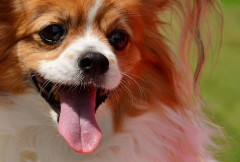 彼女が俺と飼い犬を同格扱いしてきて辛い
