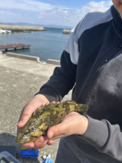 この魚の名前教えて