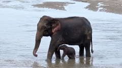 濁流に飲まれた赤ちゃんゾウを漁師が救出。心配していた母ゾウとの心温まる再会を果たす