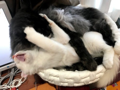 用事があって嫁と電車に乗ってたら・・・女「（俺の腕掴み）この人痴漢です！」嫁「この人はしてません！する訳が無い！！」女「証拠は？」嫁「あるわよ！だってこの人・・・」