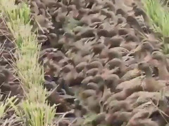 刈り株の並ぶ田んぼを茶色い川のように流れてくるアヒルの大群「ガーガーの音量がとんでもないはず」【海外の反応】