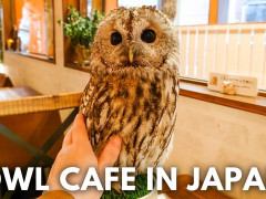 外国人「このカフェ、鳥たちが可愛い！」日本の隠れ家が鳥カフェを紹介してる