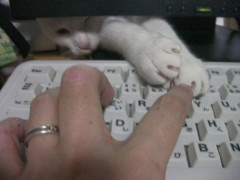 結論：猫はいるだけで素晴らしい【再】