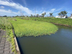 【悲報】千葉さん、うっかり地球上最悪の侵略植物を拡散してしまうｗｗｗｗｗｗｗｗｗｗ