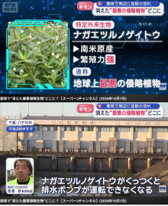 【怖報】千葉さん、うっかり地球上最悪の侵略植物を拡散してしまう