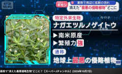 【悲報】千葉豪雨、うっかり地球上最悪の侵略植物を拡散してしまう