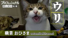 【ドキュメンタリー】大田美月さんを推している猫の1日に密着してみた。