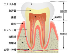 歯の神経抜いた奴いる？