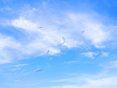 【悲惨】“飛蚊症”の人の視界がガチでヤバすぎる