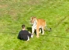 【動画】イギリスの動物園でトラの囲いに侵入した男性が死亡。