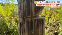 【撮り鉄】線路脇の撮影スポットで樹木切断、列車撮るため何者かが伐採か…「くしろ湿原ノロッコ号」ラストランを目前