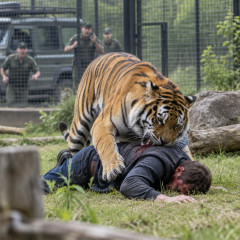 野生動物公園でトラの飼育エリアに入った男性、襲われ死亡… 警察「痛ましい映像、共有しないよう」呼びかけ   #英国 |  いたい！いたいお！